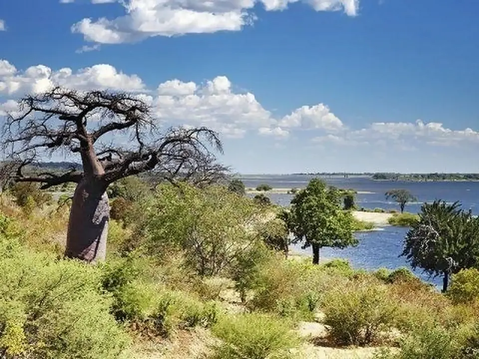 Un baobab accanto a un lago, Botswana