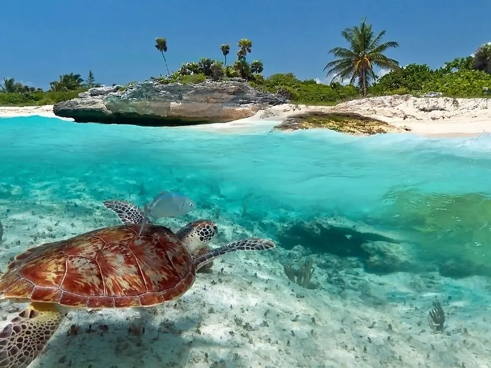 Una tartaruga marina nell'acqua turchese dei Caraibi