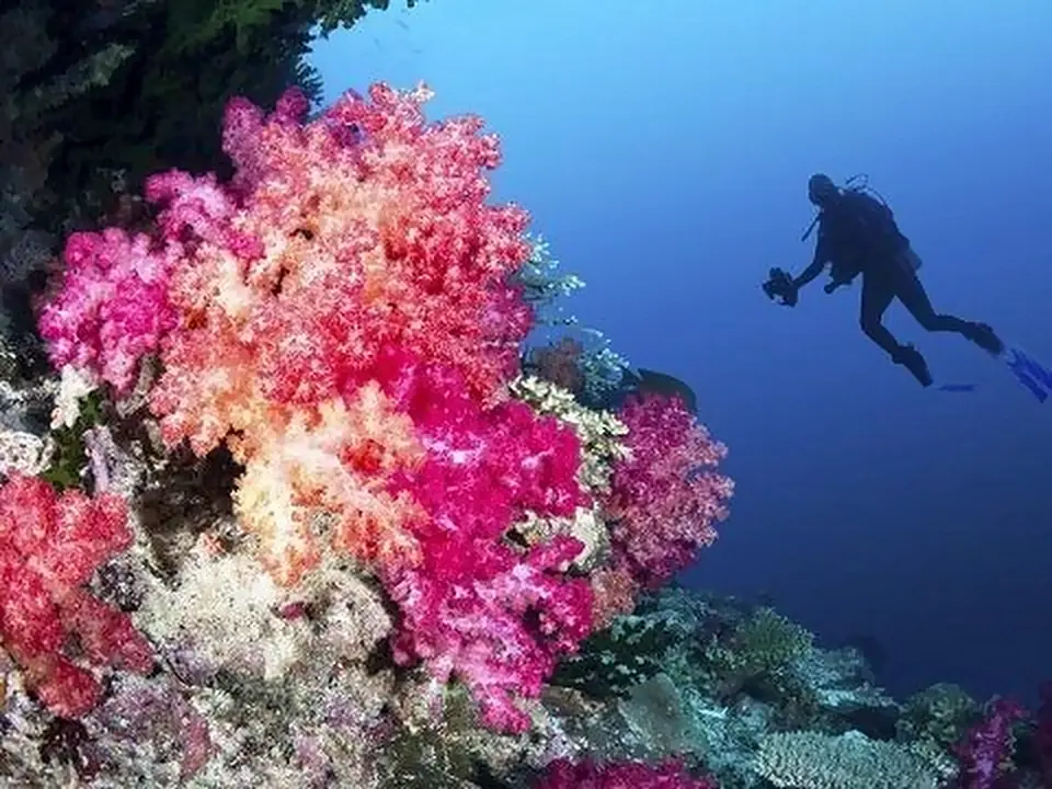 Coralli colorati e un sub nel mare delle Figi
