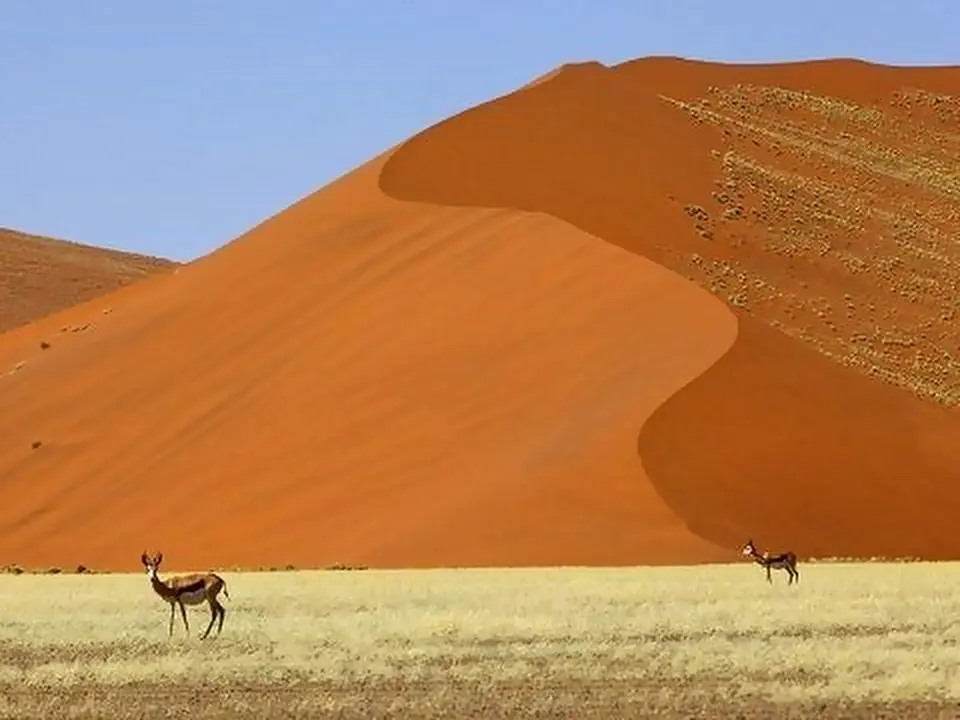 Le dune rosse del deserto del Namib con due antilopi, Namibia