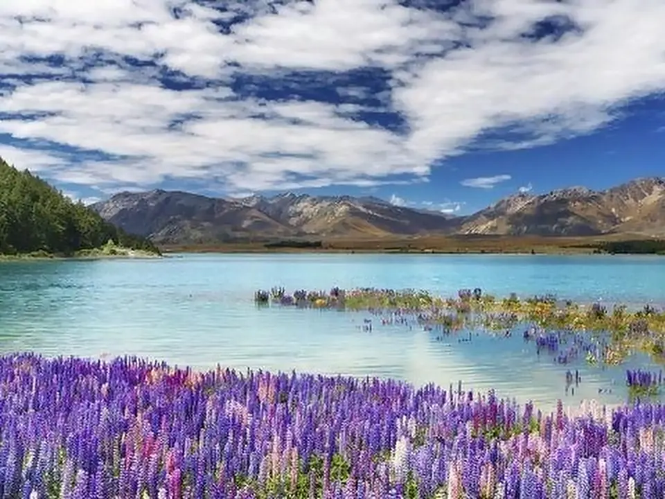 Lupini in fiore sul lago Tekapo con le montagne, Nuova Zelanda
