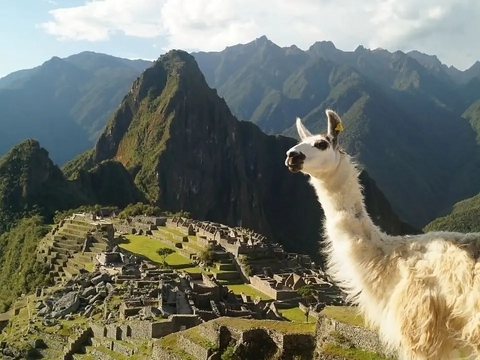 Un lama davanti alla cittadella inca di Machu Picchu, Perù