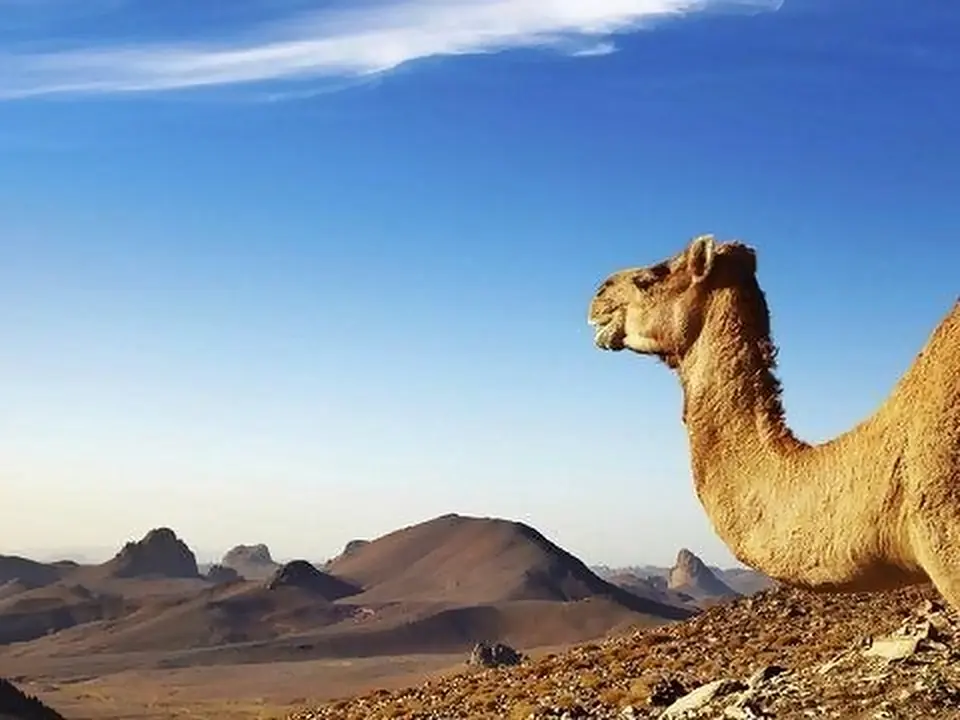 Un dromedario tra le montagne del deserto del Sahara