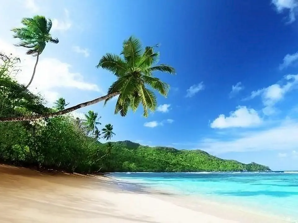 Palme piegate sulla spiaggia delle Seychelles
